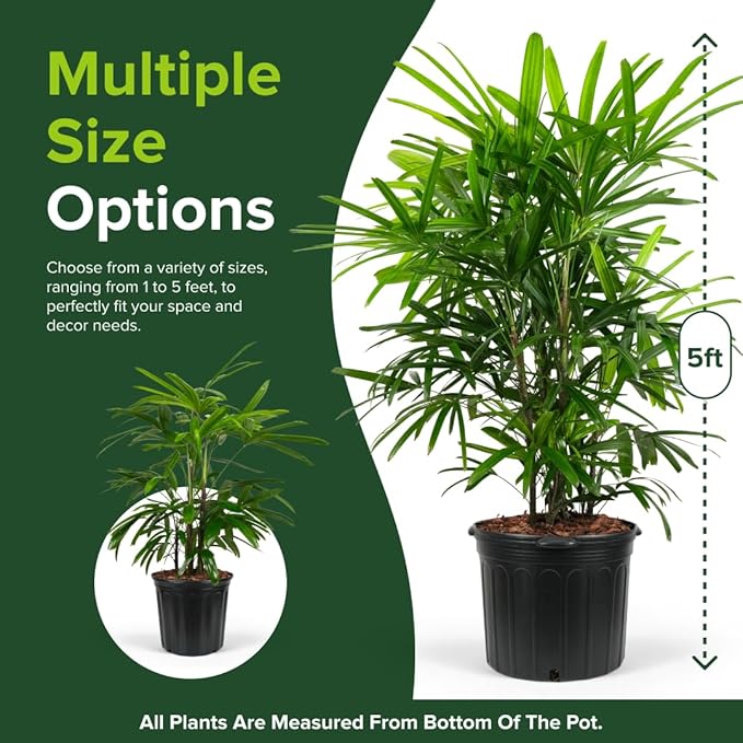 Lady Palm, Rhapis Excelsa - Live Plant, Air Purifying Indoor Houseplant, Low Maintenance Tropical Plant for Home, Office, and Garden Decor (5gal Pot; 3-4ft)