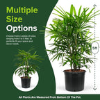 Lady Palm, Rhapis Excelsa - Live Plant, Air Purifying Indoor Houseplant, Low Maintenance Tropical Plant for Home, Office, and Garden Decor (7gal Pot; 4-5ft)