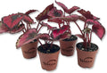 Red Kiss Begonia - 4 Live Starters in 2 Inch Pots - Begonia Rex 'Red Kiss' - Extremely Rare and Beautiful Vining Indoor Houseplant - Air Purifying