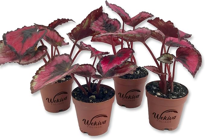 Red Kiss Begonia - 4 Live Starters in 2 Inch Pots - Begonia Rex 'Red Kiss' - Extremely Rare and Beautiful Vining Indoor Houseplant - Air Purifying