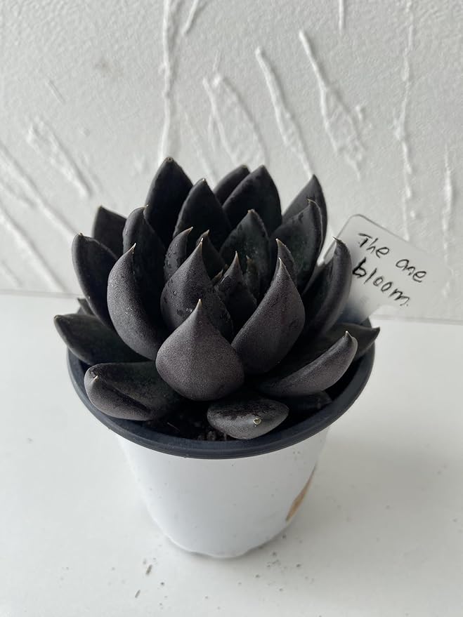 Live Succulent Plant – Echeveria Black Knight with Mini Gardening Tools – Small Easy Care Houseplant for Indoor & Outdoor, Complete Plant Care Kit