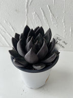 Live Succulent Plant – Echeveria Black Knight with Mini Gardening Tools – Small Easy Care Houseplant for Indoor & Outdoor, Complete Plant Care Kit