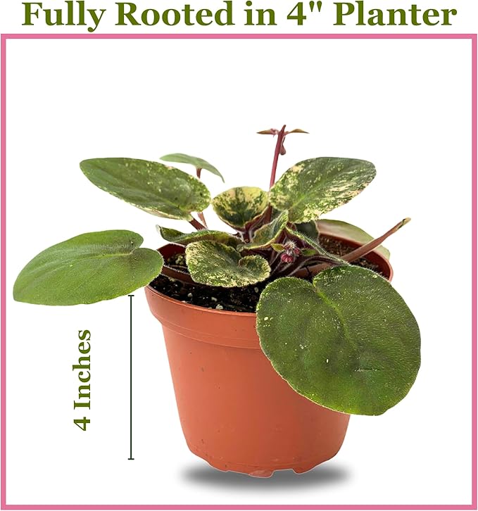Live Plant Assorted African Violets 4" - Easy to Care and Grow Air Purifying Indoor House Plants - Rare African Violets Plant - Flowers for Home Office Room Decor & Giftable(Heat Pack Included)