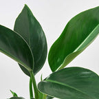 Philodendron Congo Green Live Plant for Indoor | Different Houseplants in 4'' & 6'' Pot | Real House Plant for Living Room, Office, Desk & Bathroom | Congo Green