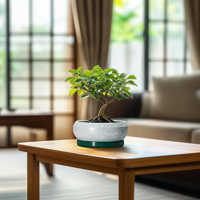 Succulent Pots - 6 Inch Ceramic Pots for Succulent Indoor Outdoor, Small Plant Pot with Drainage Hole and Saucer, Bonsai Pot, Modern Round Planter, Window Decor, Housewarming Gifts, Green