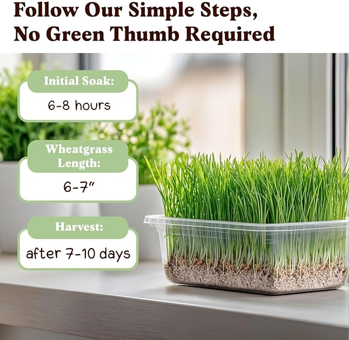 Seedboy Organic Wheatgrass Seeds - Hard Red Spring, Non-GMO, USA Grown Microgreens & Sprouting Seeds - 8 oz Bag Yields 5 Quarts (Hard Red Spring Wheatgrass)