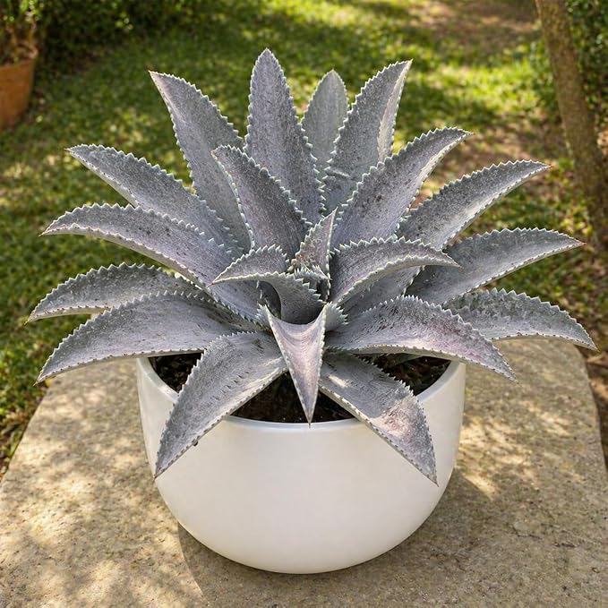 Mangave 'Silver Fox', 1.5" Plug - Live Succulent Plant, Agave Like Rosette, Low Maintenance Indoor Outdoor Plant for Home Garden Decor, Beginner-Friendly Live Plants