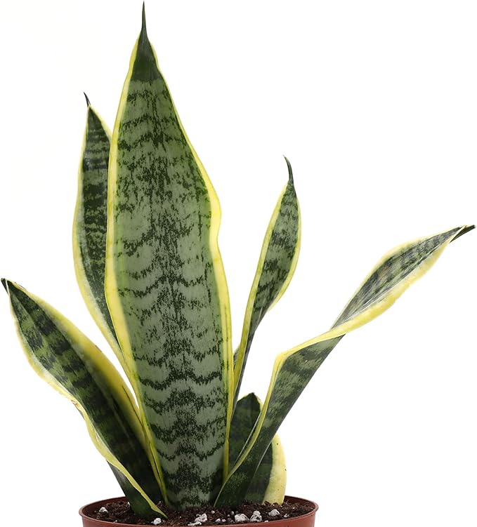 Thorsen's Greenhouse Low Light Houseplant Set, Easy Care Plants, Set of 3 Plants, Live Indoor Plants, 4" Diameter, Classic Pots (Brushed Silver)