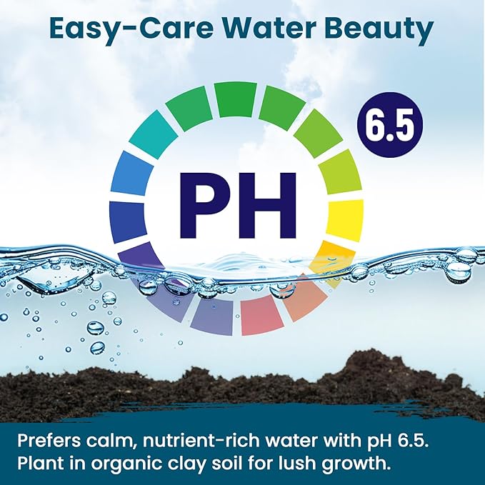 Lotus Seeds for Planting in Water – 160 PCS Mixed Bowl Lotus Seeds, Water Lily & Water Plants for Ponds, Live Pond Plants for Outdoor Ponds, Floating Pond Plants – Indoor Bonsai, Garden, Koi Pond