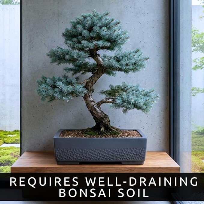 Blue Spruce Bonsai Seeds (30 Pack) – Colorado Blue Spruce Tree for Planting – Grow Miniature Evergreen for Bonsai – Cold Hardy Conifer - Moderate Grower - Peaceful Hobby