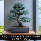 Blue Spruce Seeds for Bonsai (30 Pack) – Grow Colorado Blue Spruce Miniature Evergreen Tree – Picea pungens glauca - Peaceful Bonsai Hobby or Gift