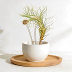 Air Plants Live Tillandsia FUNCKIANA Easy Care Live Air Plants, Natural Succulent Style Houseplants for Indoor & Outdoor Home Garden Décor, Wall & Terrarium Display