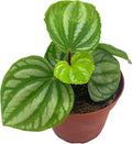 BubbleBlooms Peperomia Ecuador, 4 inch, Rare Pep Argyreia, Exotic House Plant