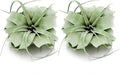 ragnaroc Air Plants - Tillandsia Xerographica, Regular 3-5” - 2ct - Live Arrival Gauranteed - House Plants for Home Decor & Gift