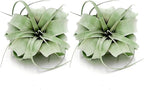 ragnaroc Air Plants - Tillandsia Xerographica, Regular 3-5” - 2ct - Live Arrival Gauranteed - House Plants for Home Decor & Gift