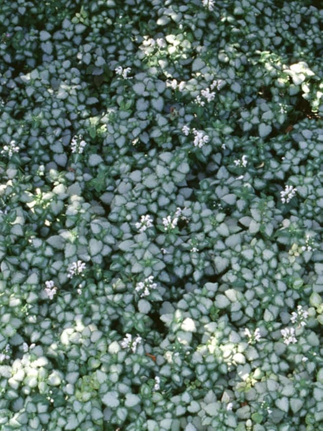Perennial Farm Marketplace Lamium maculatum ‘White Nancy’ (Dead Nettle) Live Perennial, Size-#1 Container, White Spring Flowers with Silver Variegated Foliage