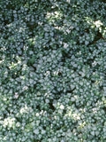 Perennial Farm Marketplace Lamium maculatum ‘White Nancy’ (Dead Nettle) Live Perennial, Size-#1 Container, White Spring Flowers with Silver Variegated Foliage