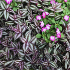 Purple Wandering Jew Plant Live for Planting Indoor, 4 Inc Pot, Tradescantia Zebrina Plant, Wandering Jew Live Plant