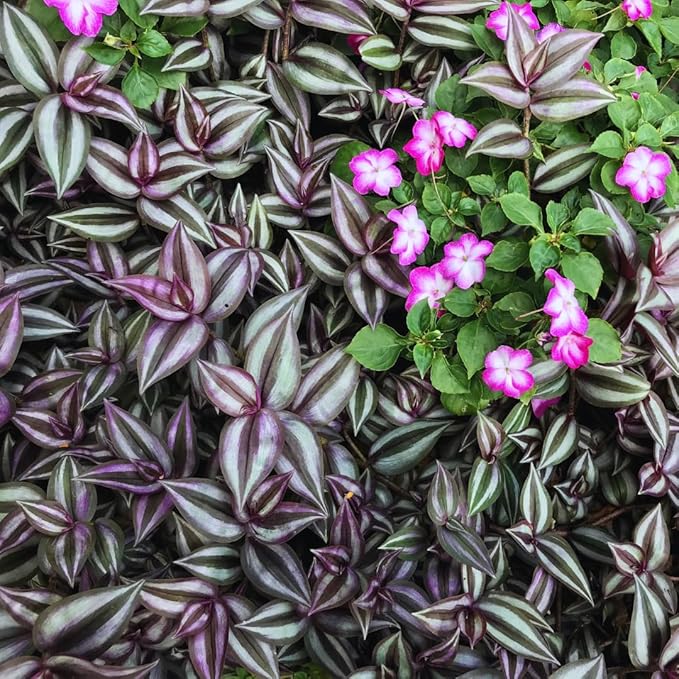 Purple Wandering Jew Plant Live for Planting Indoor, 4 Inc Pot, Tradescantia Zebrina Plant, Wandering Jew Live Plant