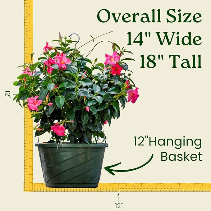 Tropical Plants of Florida Pink Dipladenia Hanging Basket 12 Inch Live Flowering Plant, 14 Inch Wide by 18 Inch Tall, Vibrant Pink Patio Porch Balcony Blooms