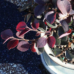 brussel's BONSAI Live Fringe Flower Outdoor Bonsai Tree - 3 Years Old; 8 to 12" Tall with Decorative Container"