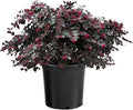 Cerise Charm Loropetalum, Dark Plum Foliage Shrub with Red Spring Flowers, 1 Trade Gallon/3 Quart