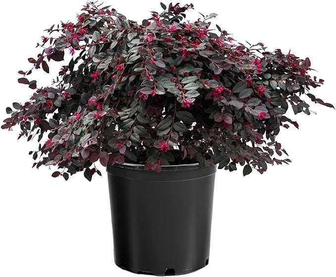 Cerise Charm Loropetalum, Dark Plum Foliage Shrub with Red Spring Flowers, 1 Trade Gallon/3 Quart