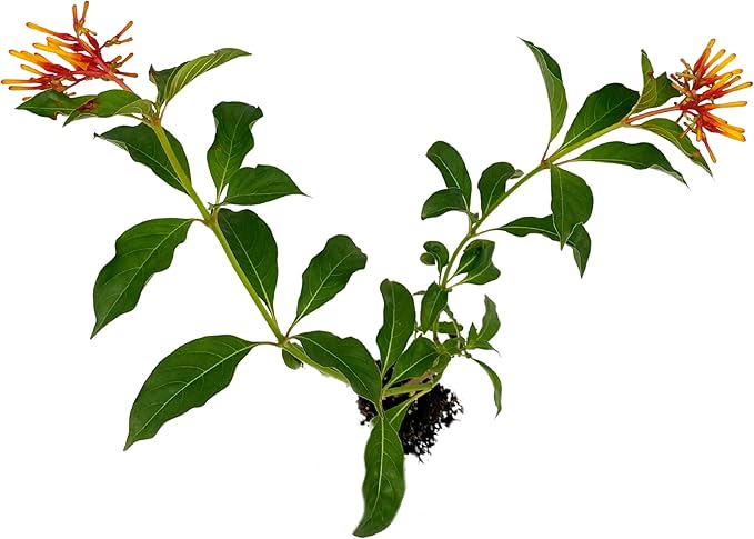 ragnaroc Dwarf Firebush 10-12" (Hamelia Patens VAR. compacta) 4ct - Live Plant for Indoor Outdoor Use, Garden & Landscaping - Live Arrival Guaranteed