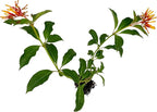 ragnaroc Dwarf Firebush 10-12" (Hamelia Patens VAR. compacta) 4ct - Live Plant for Indoor Outdoor Use, Garden & Landscaping - Live Arrival Guaranteed