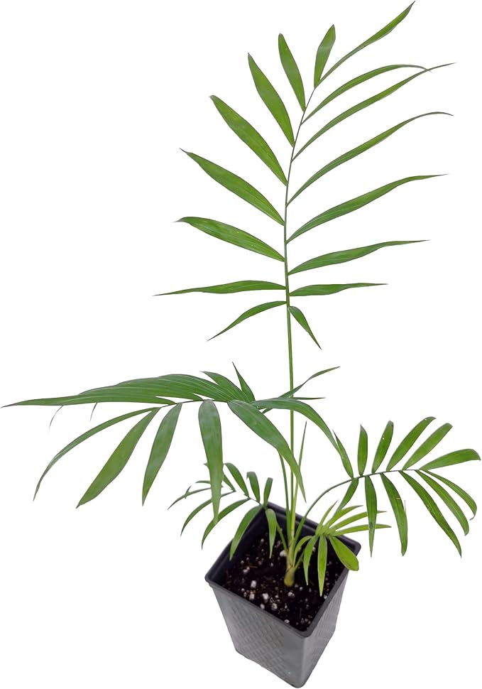 Chamaedorea elegans (Parlor Palm) – Live Indoor Palm Tree | Easy-Care Houseplant | Air-Purifying Tropical Plant (No Pot) (1, Small)