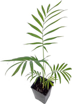 Chamaedorea elegans (Parlor Palm) – Live Indoor Palm Tree | Easy-Care Houseplant | Air-Purifying Tropical Plant (No Pot) (2, Small)