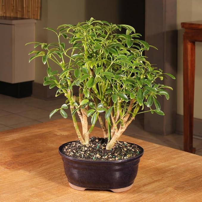 Brussel's Bonsai Live Hawaiian Umbrella Indoor Bonsai Tree - 3 Years Old; 7" to 10" Tall with Decorative Container