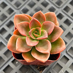 Sprout N Green Echeveria Succulent Collection, 3 Live Succulent Plant Fully Rooted in 2inch Starter Pot, Home Office Indoor Outdoor Wedding Decoration DIY Projects Party Favor