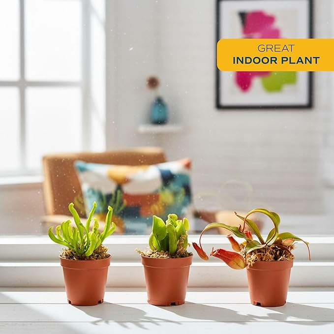 Costa Farms Live Carnivorous Plant Collection (3-Pack): Venus Flytraps, Sarracenia Pitcher Plants, and Nepenthes – Easy Care Indoor Predator Exotic Houseplants