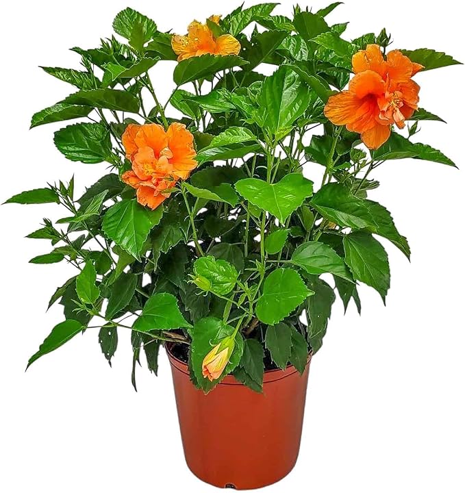 Hibiscus Bush - Double Peach Flowering Plant Live - Overall Height 26" to 28" - Tropical Plants of Florida (Plant Only)