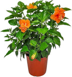 Hibiscus Bush - Double Peach Flowering Plant Live - Overall Height 26" to 28" - Tropical Plants of Florida (Plant Only)