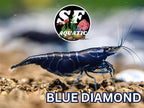 SF Aquatic™ 10 Blue Diamond High Grade Neocaridina Live Freshwater Aquarium Shrimps Fully Mature Breeding Age. Live Arrival Guarantee