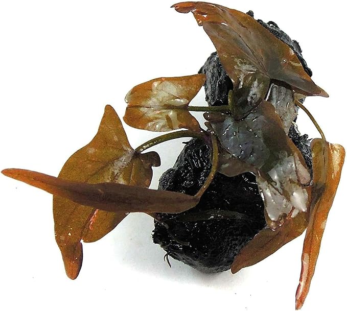 Dwarf Water Lily Nymphaea Stellata Rubra Live Aquarium Plant B2G1