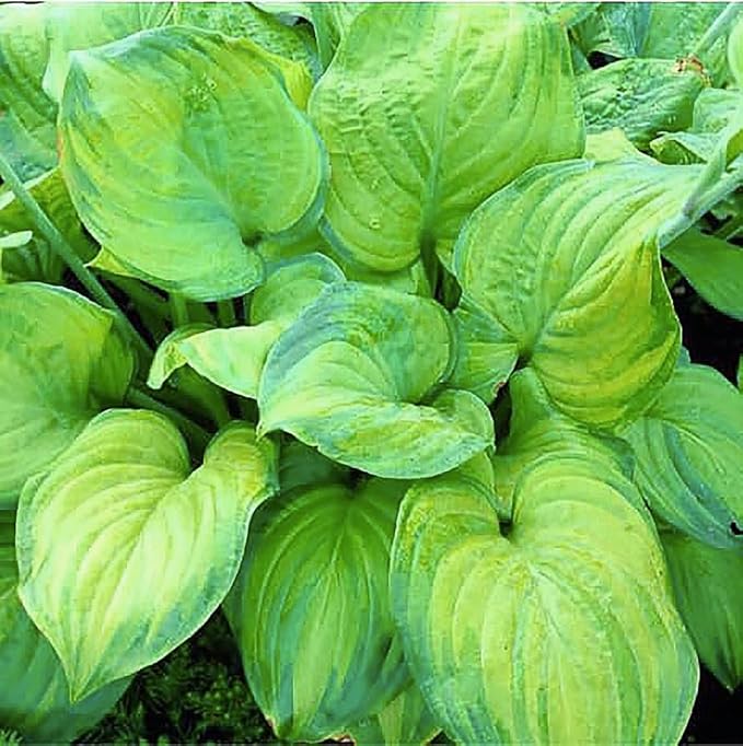 Vulcan Hosta - Shade Plant 24" Tall