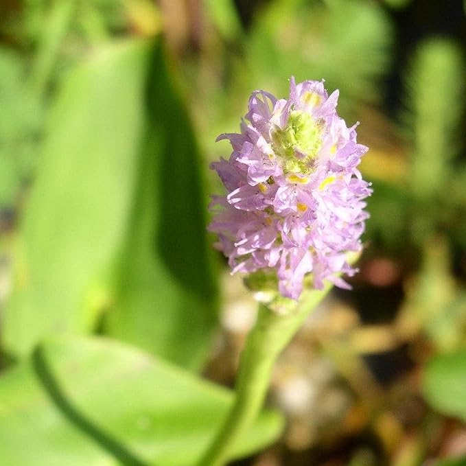 Chalily Pink Pickerel Rush, a Great Live Pond Plant for Your Water Garden. Filters The koi and Goldfish Pond. Good for Bogs, Plant Shelf or Shallow Water This marginal Aquatic is a Real Beauty