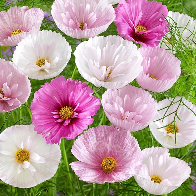 Rare Blush Pink Cosmos Seeds for Planting Non-GMO Cupcakes Cosmos Seeds Outdoors Graden - 300 Seeds