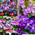 Clematis Vine Plants Live in Pot, 8 Months Old Seedlings Climbing Flowering, Outdoor Trellis Fences, Cold Hardy (Random Clematis)