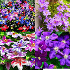 Clematis Vine Plants Live in Pot, 8 Months Old Seedlings Climbing Flowering, Outdoor Trellis Fences, Cold Hardy (Random Clematis)