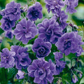 Geranium Seeds for Planting - Rare Perennial Heat & Drought Tolerant Flower Seeds with High Germination Rate for Garden Home Attract Pollinators