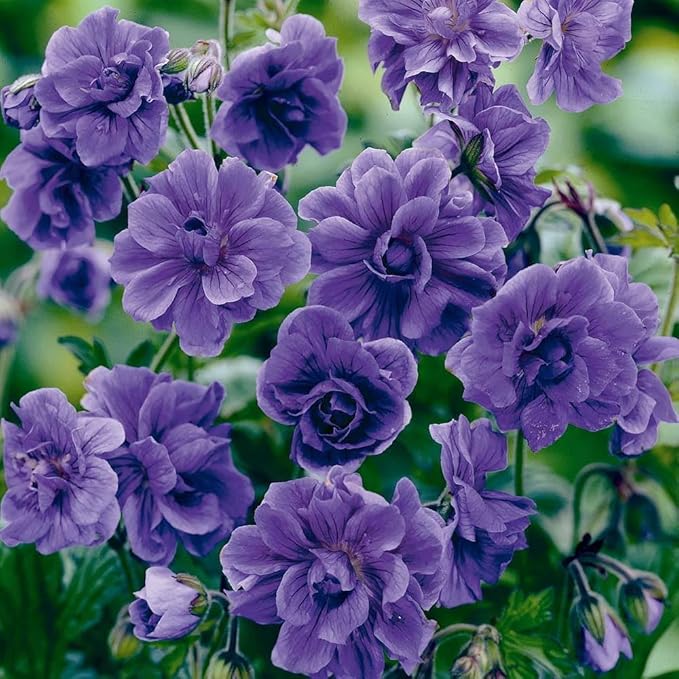 Geranium Seeds for Planting - Rare Perennial Heat & Drought Tolerant Flower Seeds with High Germination Rate for Garden Home Attract Pollinators