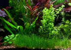 Marcus Fish Tanks - Dwarf Hairgrass Eleocharis Parvula Live Aquarium Plants Carpeting Plant for Aquatic Freshwater Fish Tank BUY2GET1FREE