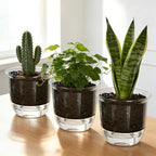 Self Watering Pots, 3 Pack 5 Inch Clear Plant Pot Self Watering Planter Flowers Pot with Deep Reservoir for Indoor Plants (3 Medium)