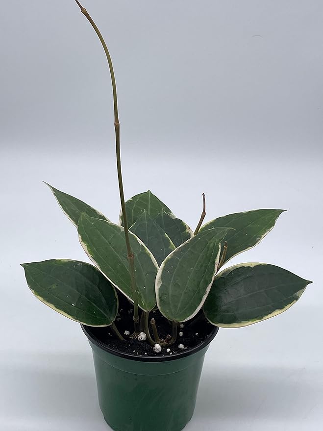 BubbleBlooms Hoya Macrophylla, Very Rare Limited Live Plant, in 4 inch Pot