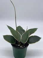 BubbleBlooms Hoya Macrophylla, Very Rare Limited Live Plant, in 4 inch Pot