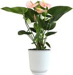 Pink Anthurium Live Plant Decor (Approx. 13-16" Tall), Real Flowers/House Plants in 4" White Plant Pot, Floral Office Plants, Air Purifying Plants & Cool Gifts for Plant Lovers by Plants for Pets